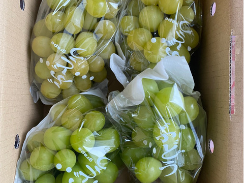 【訳あり】松本入山辺産シャインマスカット　家庭用　2kg 3～4房