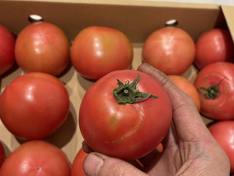 【復帰祭】お得な訳ありトマト2kg (8〜15玉)【福岡県産トマト】！4kg、8kgもあります！