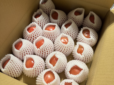 【こだわり土耕栽培】濃厚な愛情と旨み！こてらんねぇトマト M〜Lサイズ(約3kg 入り)