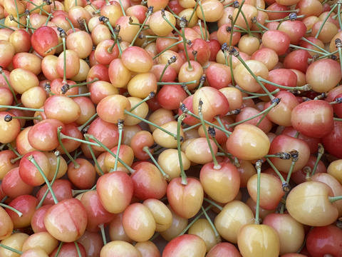 6月20日順次発送！！【 さくらんぼ:ナポレオン 】山形県天童産 1k 訳あり 食べ応えあり！！【双子入り】【 生食•加工用 】