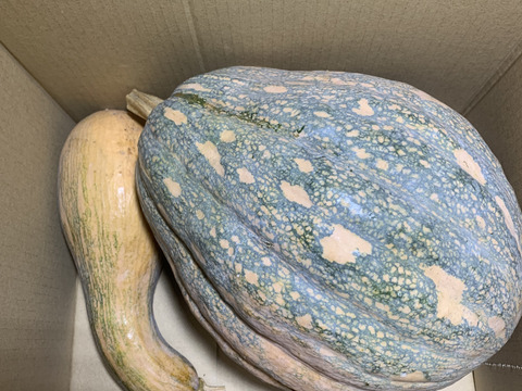 草と菌、天水で育てた 島かぼちゃ（八丈島系）　4.5kg