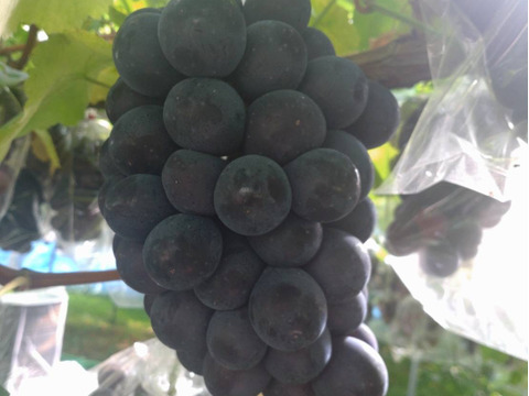 シェリー様専用