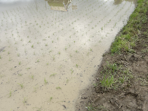 奈良県五條市産／柿名産地　ひとめぼれ米🌾