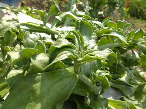 【まとめ買い用】アイスプラント 一本