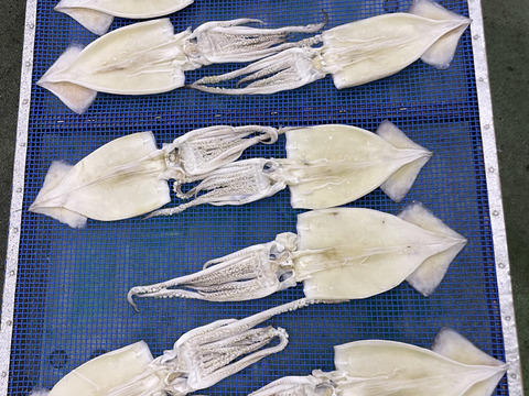 贅沢なマダコ干物‼️