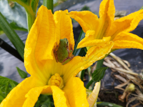 京都府産ズッキーニ約2kg(8〜12本程度)
農薬・化学肥料・除草剤不使用