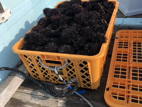 北三陸たのはた産　塩水生うに　150gx2本