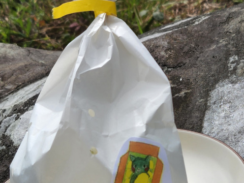 初物❗エコ箱入りレモン息子(栽培期間中農薬不使用・有機肥料・ノーワックス)皮まで食べて❗(2kg)