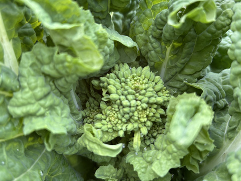 旬‼︎  菜の花　2kg