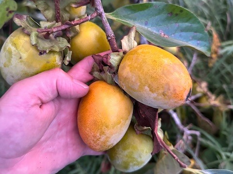 大自然の棚田で育った渋柿　自然栽培 干し柿用