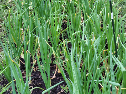 桜島産　農薬.化学肥料不使用栽培　甘い『新玉ねぎ5キロ』