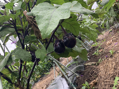 完全数量限定 丸茄子と長茄子(80サイズ) ホントに今朝採ってます　茄子ばっかり!!