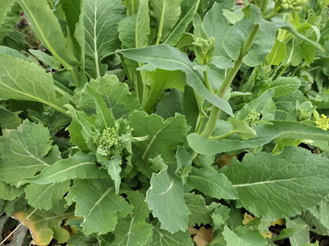 下　菊芋自然栽培のキクイモ2キロと自生している葉野菜１キロのセット