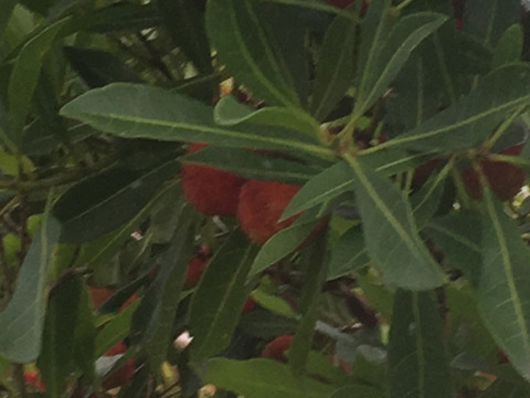 希少　幻の果実　ヤマモモ　1㎏　フレッシュ　サイズ混合　山桃　農薬  化学肥料　除草剤　不使用