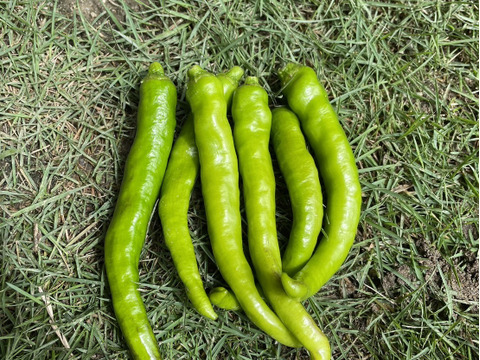 【自然栽培】オクラ 500g ししとう（伏見甘長唐辛子）500g セット