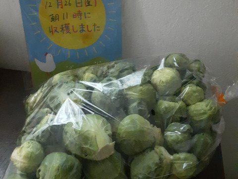 【福袋増量&割引(^^♪】双葉農園の芽キャベツ”（900g→1000g  10食分） （ちょっと割引　2580円→2500円）　【福袋】from 名水の里　神奈川県秦野市