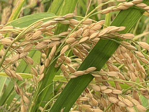 自然栽培【イセヒカリ】玄米5kg 令和5年度兵庫県産 農薬肥料不使用の自然栽培米