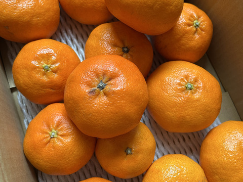 甘平ラスト1個のみ！！【訳あり】愛媛県産　高級希少品種　甘平　サイズ不揃い　３キロ　家庭用