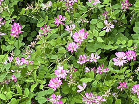 専用【さっちゃん様】百花蜜・1000g×3本セイタカ百花250×2とシナモン1袋 百花蜜（純国産はちみつ）180g 2本セット（化粧箱入り） | Farm
