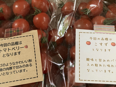 【食べ比べ 】食卓に笑顔を　ハートの様な形のトマトベリー＆ミニトマトのセット 1kg【千葉県旭市産】【トマト食べ比べ】