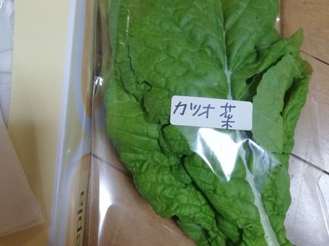 リューネファーム厳選！冬の旬野菜セットL 100サイズ(12から15袋程度)