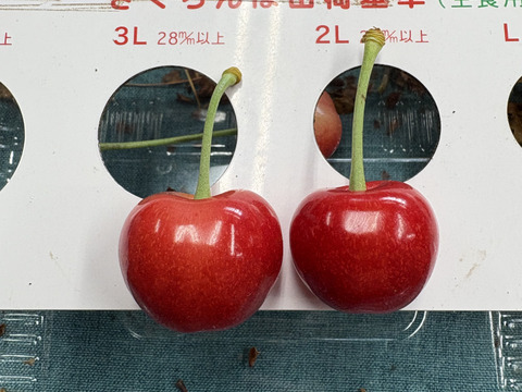 やまがた紅王🍒さくらんぼ新品種！特秀ダイヤ💎パック2個(100g×2)3L
