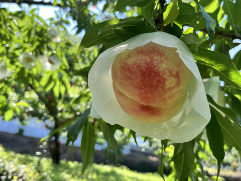 【今年初出品❗️予約限定50箱❗️】　
和歌山県産　〈白鳳〉約2㎏ 　7〜8玉入り
贈答用にも❕