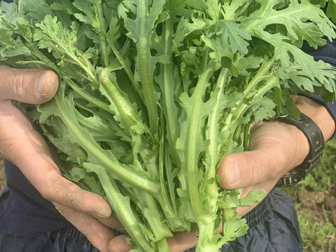 【風味豊か！】自然栽培春菊 180g×5パック