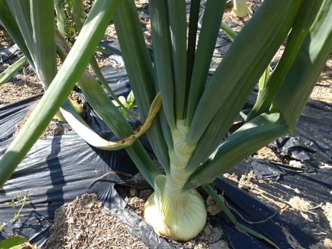 【単品用（チルド）】葉付き新玉ねぎ🧅10本🧅少し早めの収穫、この時期ならではの葉付き新玉ねぎ🧅☆農薬、除草剤、化学肥料不使用☆🏣ゆうパック60サイズ※おまとめご希望の方はご連絡を🙇