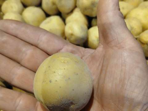 【豊作のため大放出】小玉じゃがいも(キタアカリ)【箱込みで5kg】