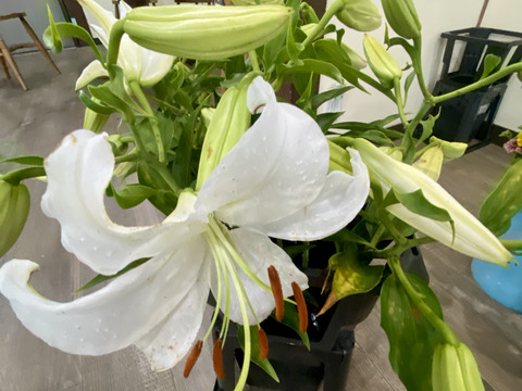 大輪3本／カサブランカ】気品あふれる白いユリのカサブランカは、大輪