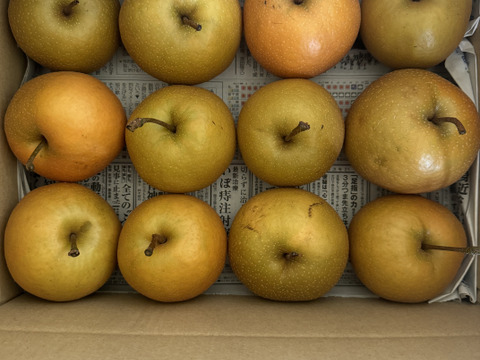和梨長十郎(小さめ6キロ以上24玉)