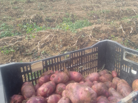 【新じゃが】農薬・化学肥料不使用！
山の赤土で育った赤じゃが「デストロイヤー」3キロ。