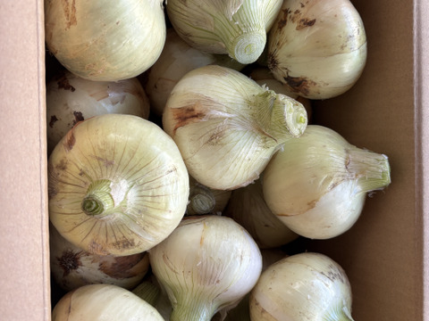 淡路島　 新玉ねぎ！5ｋｇ　みずみずしく、柔らか〜い！　　【ひょうご安心ブランド認証】特別栽培　サラダ