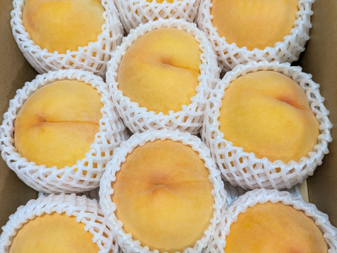 黄金桃（8月下旬お届け）【わけあり家庭用 3kg】とろける口溶け！黄桃