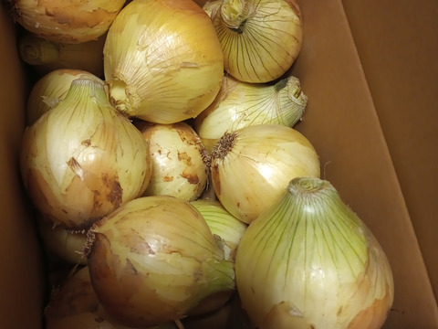 【家庭用】元気いっぱいの淡路島　新玉ねぎ！（5ｋｇ）【ひょうご安心ブランド認証】訳あり