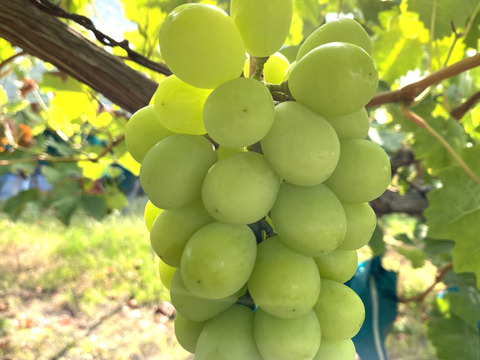 不揃い 完熟シャインマスカット 2~3房1.2kg