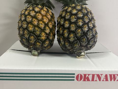 パイン王様　ゴールドバレル　約3k