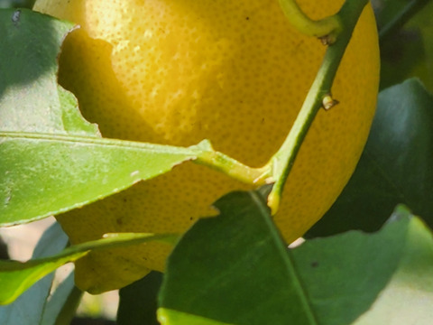 幸せの黄色いレモン娘(栽培期間中農薬不使用・有機肥料・ノーワックス)皮まで食べて❗(5～6個入り)