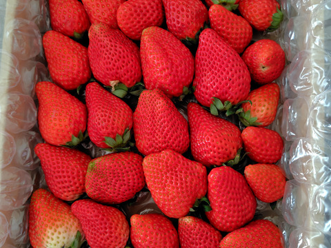 濃く甘いちご【紅ほっぺ】1000ｇ以上　◇朝どれ完熟保証◇