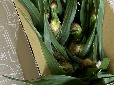 【食べ納め】どっちから食べる⁈生でもOK!!フルーツみたいなとうもろこし《恵味ゴールド》と白いとうもろこし《ピュアホワイト》