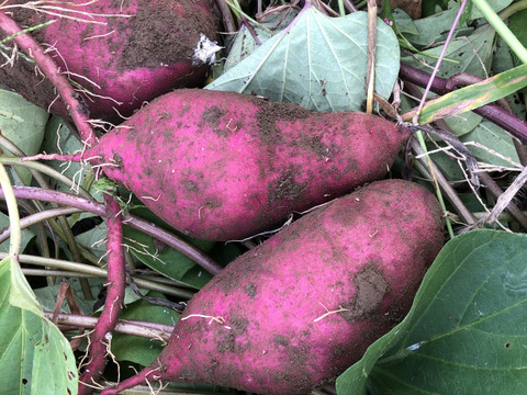 干し芋のはしっこ150g×5袋