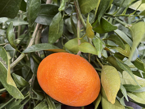 愛媛県産 訳あり甘平2kg