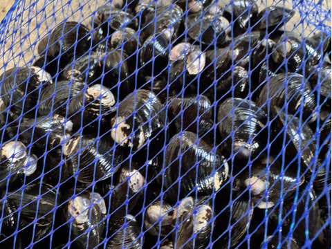 【わけあり大特価】十三湖産大和しじみ2kg