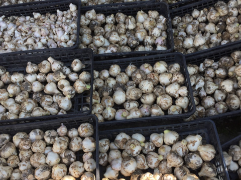 掘りたて・土付き　嘉定種・生ニンニク　1000g　加熱とともにほくほく―嘉定種生ニンニクが生み出す、究極のアヒージョも美味しい