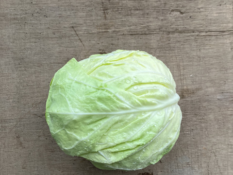 【お試しサイズ】初夏のキャベツ