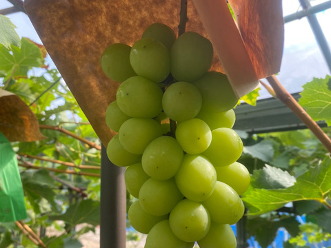 【数量限定】むぎゅっと濃い果汁！シャインマスカット２房(本州限定）