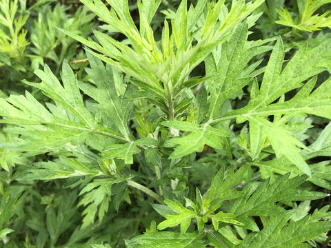 柔らか新芽、香り良い美味しい蓬（ヨモギ）600グラム以上！採れたての季節の野菜もサービスでお入れしてお送りいたします