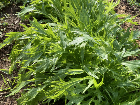 【福島県伊達地方産】朝採れキュウリとつやつやズッキーニ＋旬野菜セット〈クール便発送〉キュウリ5本+ズッキーニ4本1.8キロ