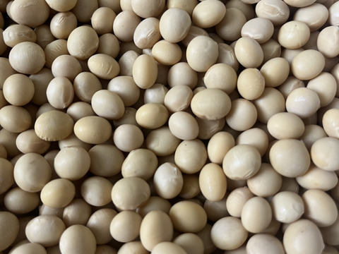 大豆（里のほほえみ）２kg農薬不使用•無施肥